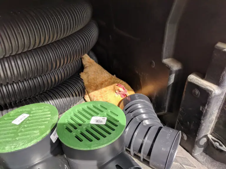 6 Reasons Chickens Attack Each Other and How to Stop It Country