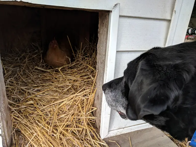 Chicken-Nesting-in-the-Dog-House