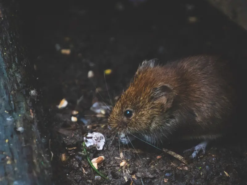 Mouse in Chicken Coop