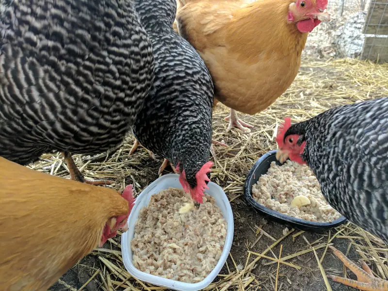 Warm Oatmeal Treats for Chickens