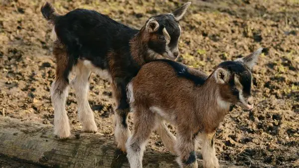 Baby Goats