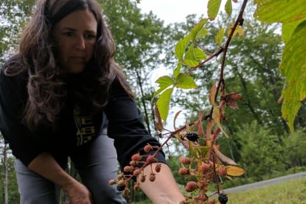 Berry Harvest