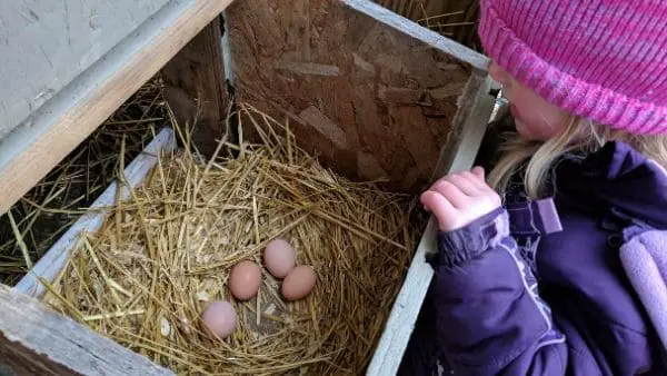 Brown Eggs in Nesting Box