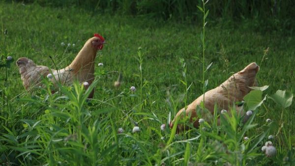 Chickens on the Pasture