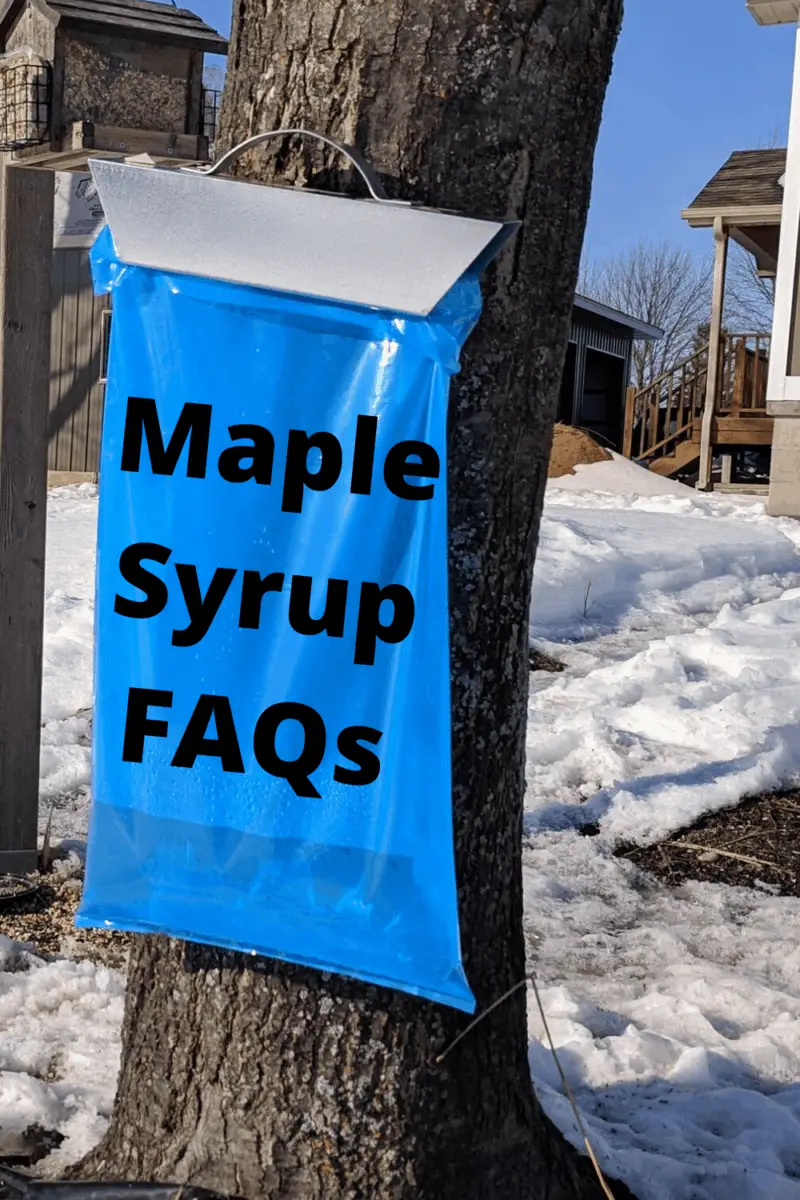 Can You Make Maple Syrup from Any Maple Tree? Country Family Homestead