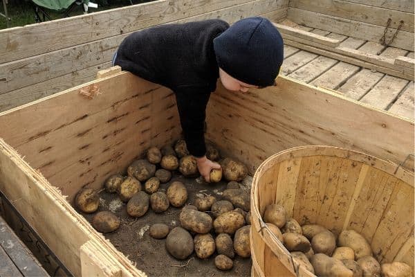 Potato Harvest