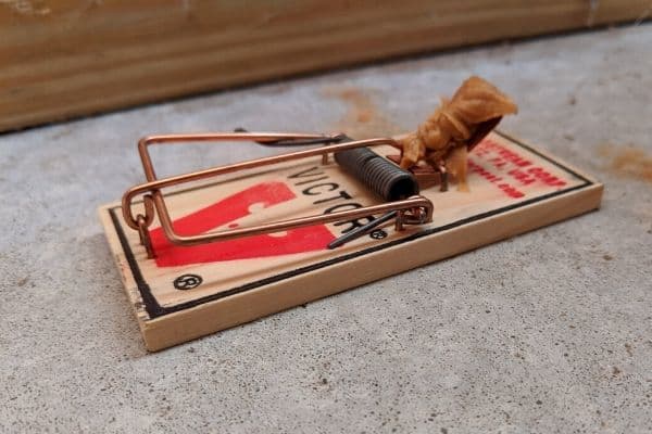 Classic Victor wooden mouse trap