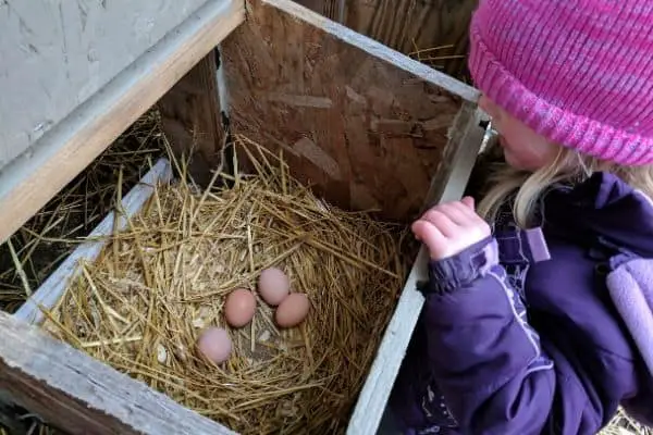 Child Helping with Chicken Chores