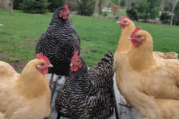 Group of Hens Hanging Out