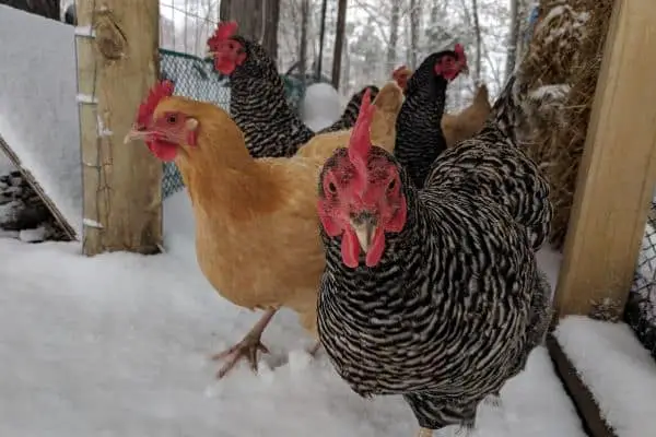 Hens in the Snow