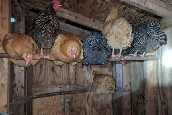 Hens on the Roost in the Coop