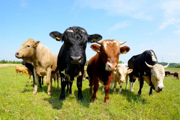 Cows in the Field