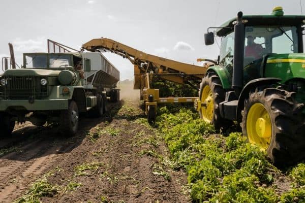 Potato Harvest