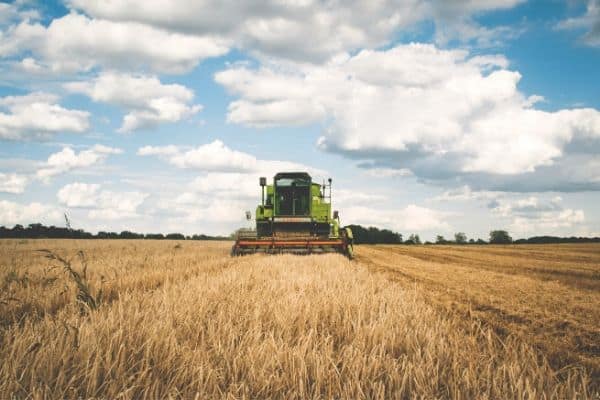 Wheat Harvest