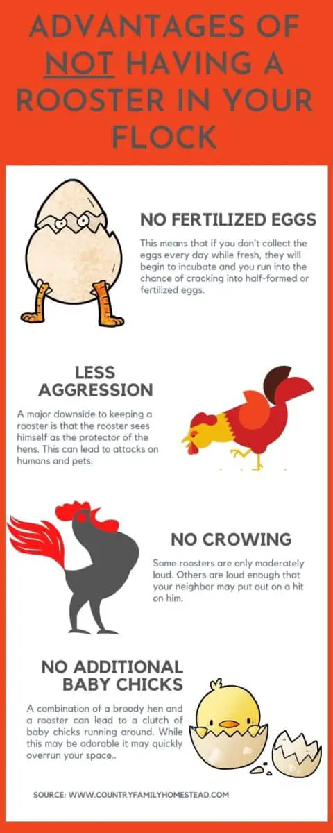 Raising Chickens Without a Rooster: What You Must Know – Country Family ...